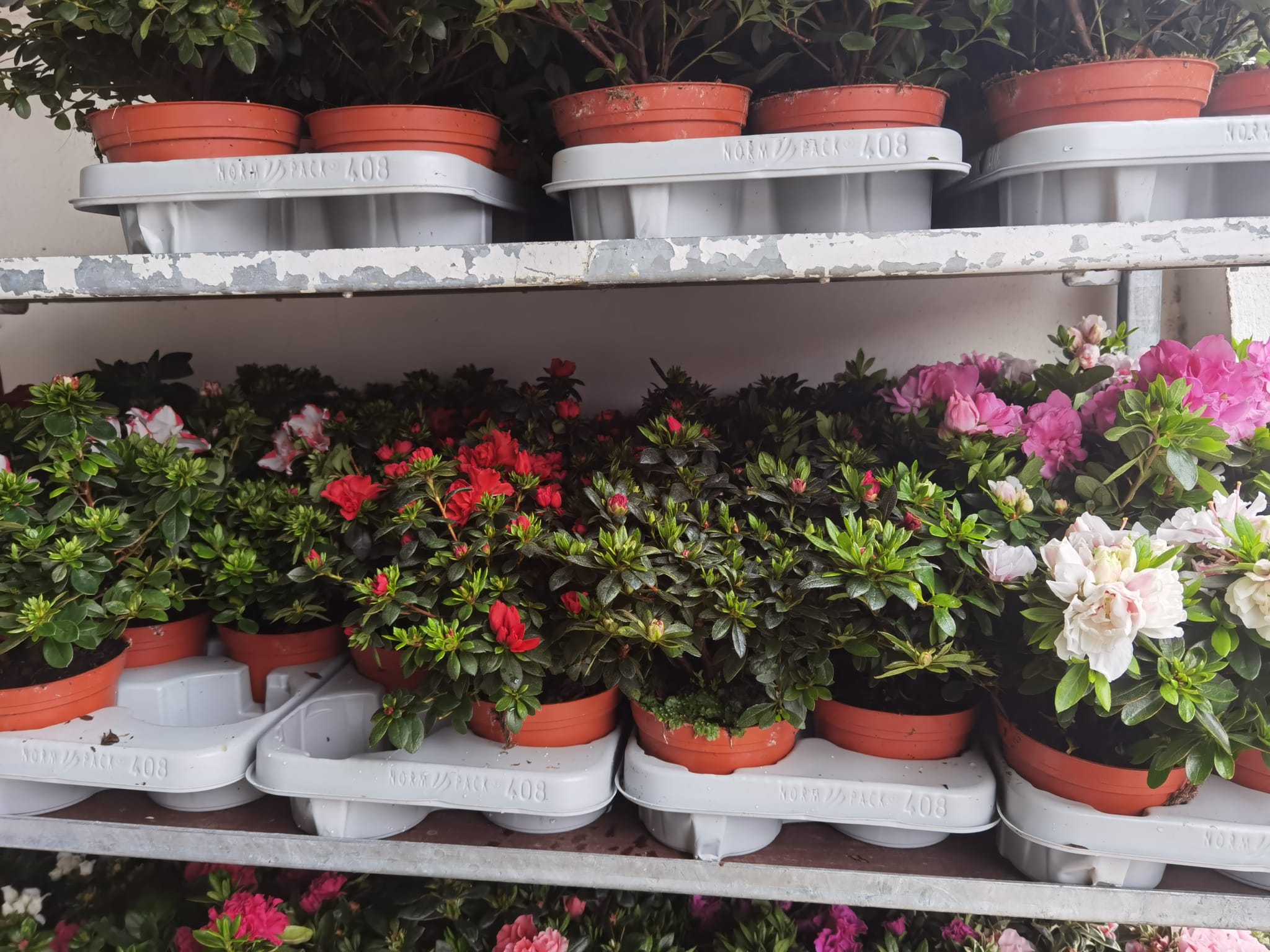 Azáleas (Rhododendron)