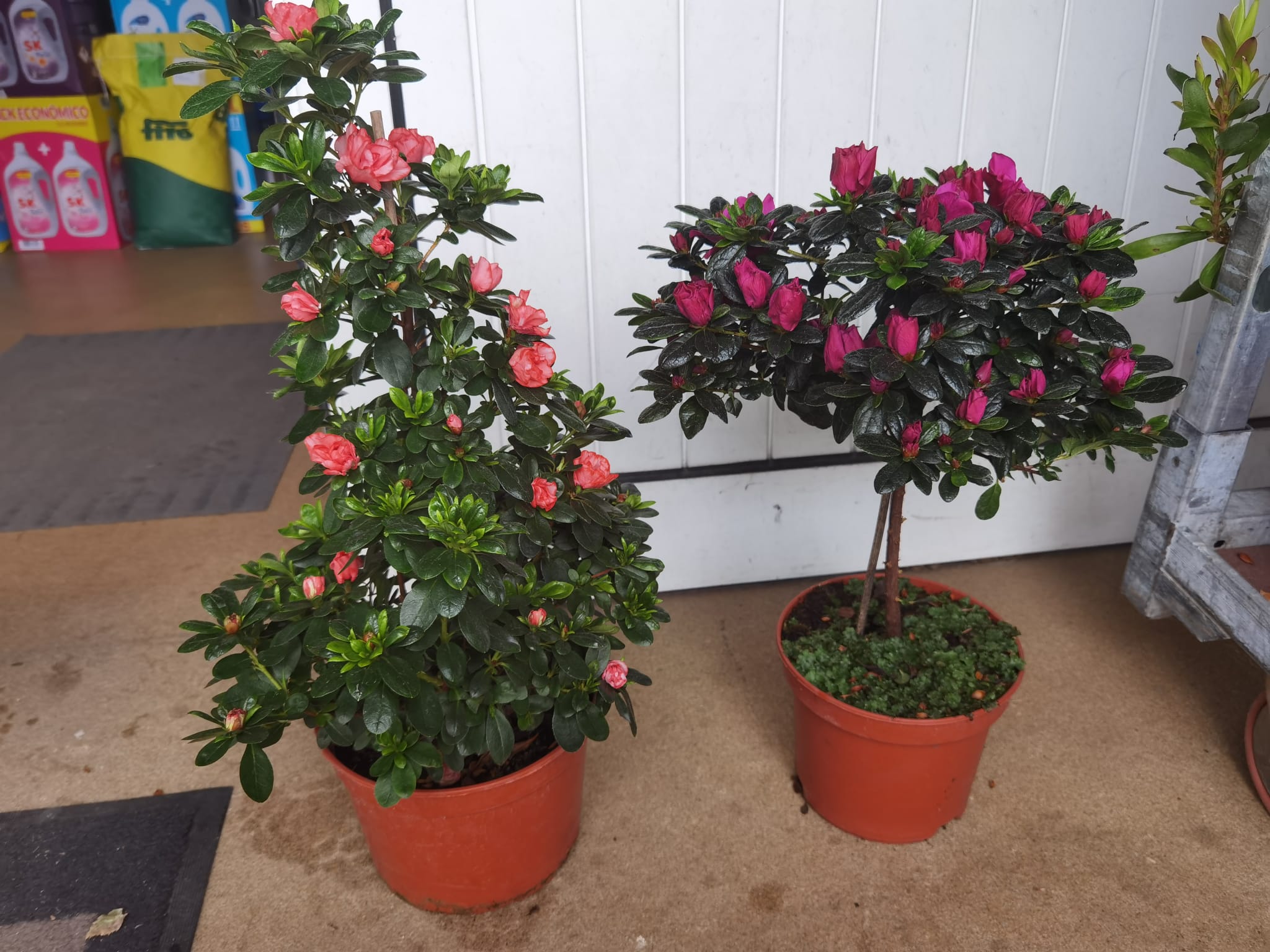 Azáleas (Rhododendron)