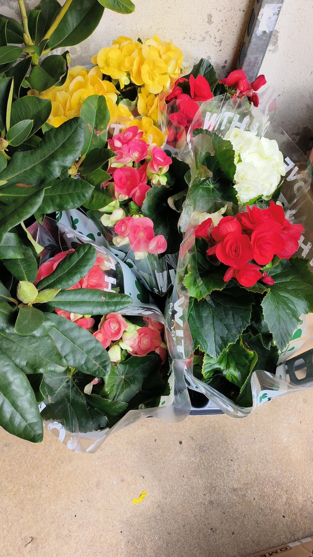 Cores e fragrâncias que anunciam a nova estação