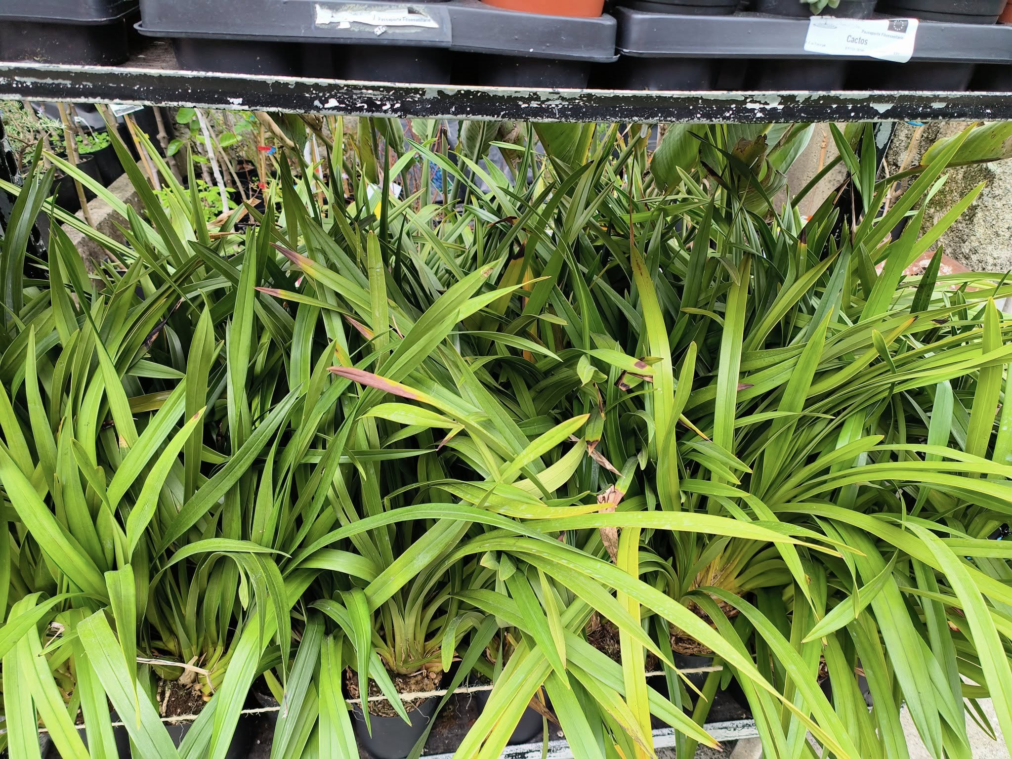 Cores e fragrâncias que anunciam a nova estação