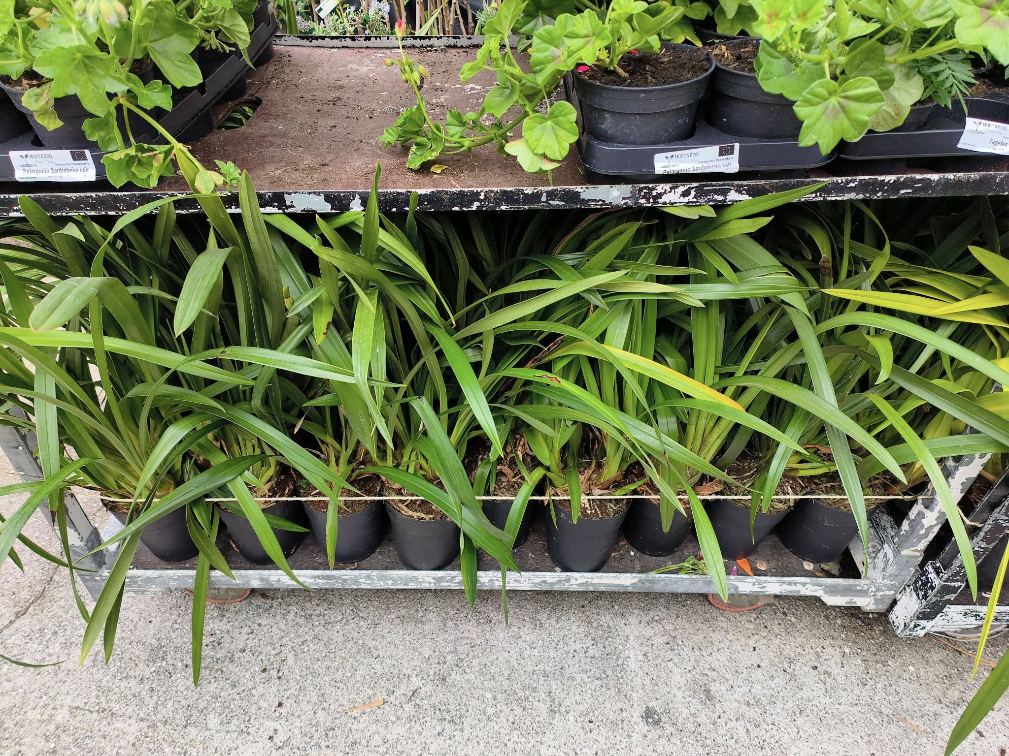 Cores e fragrâncias que anunciam a nova estação