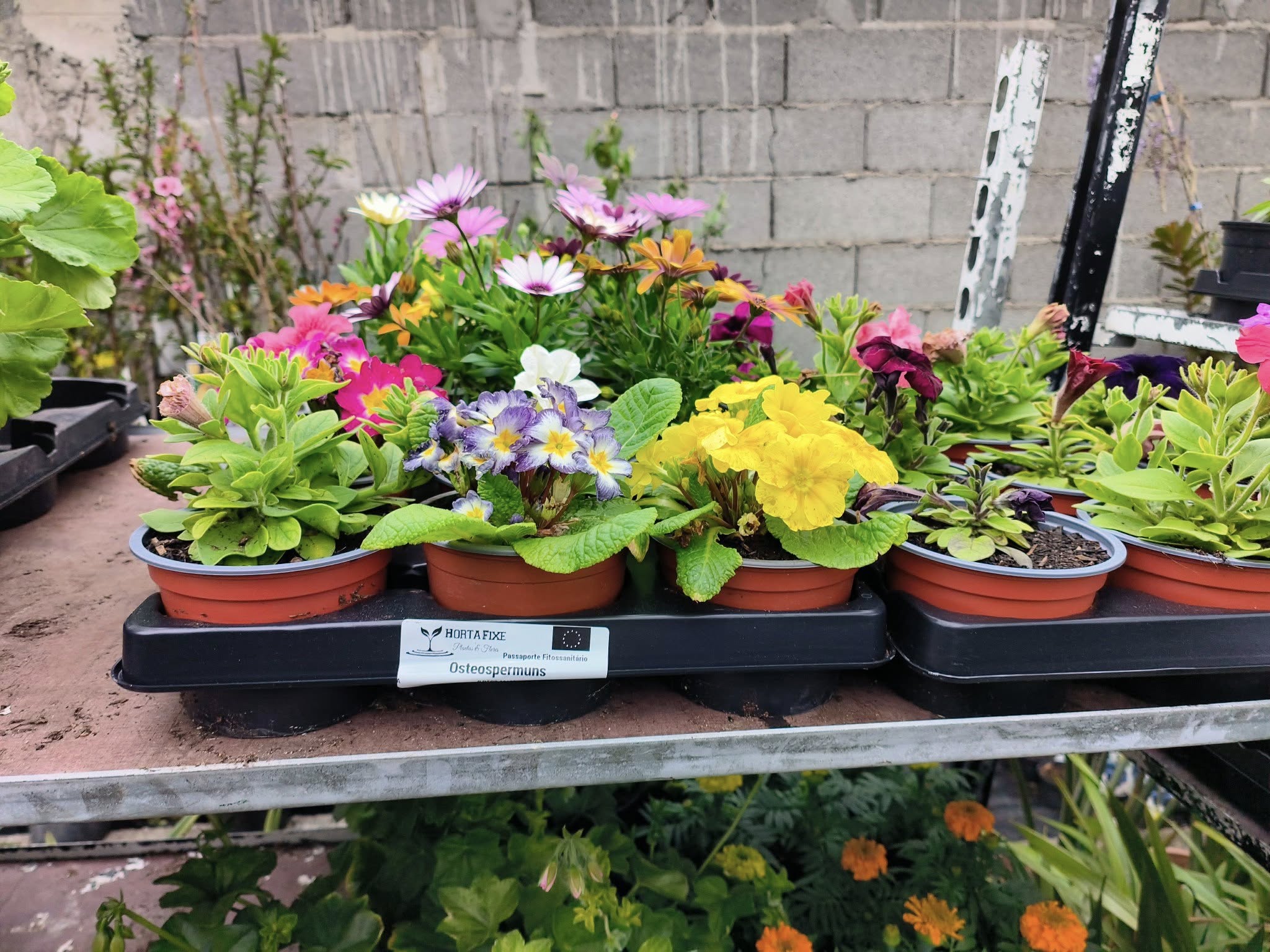 Cores e fragrâncias que anunciam a nova estação