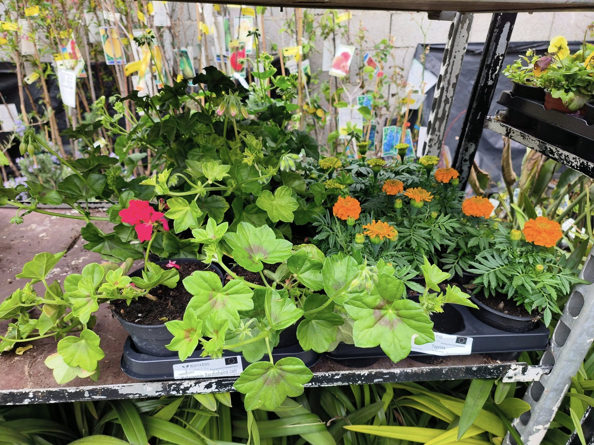 Cores e fragrâncias que anunciam a nova estação