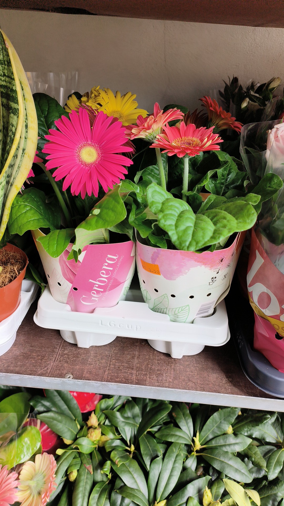 Cores e fragrâncias que anunciam a nova estação