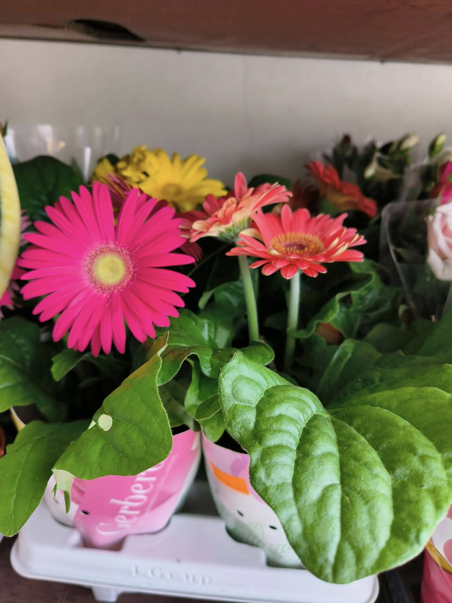 Cores e fragrâncias que anunciam a nova estação