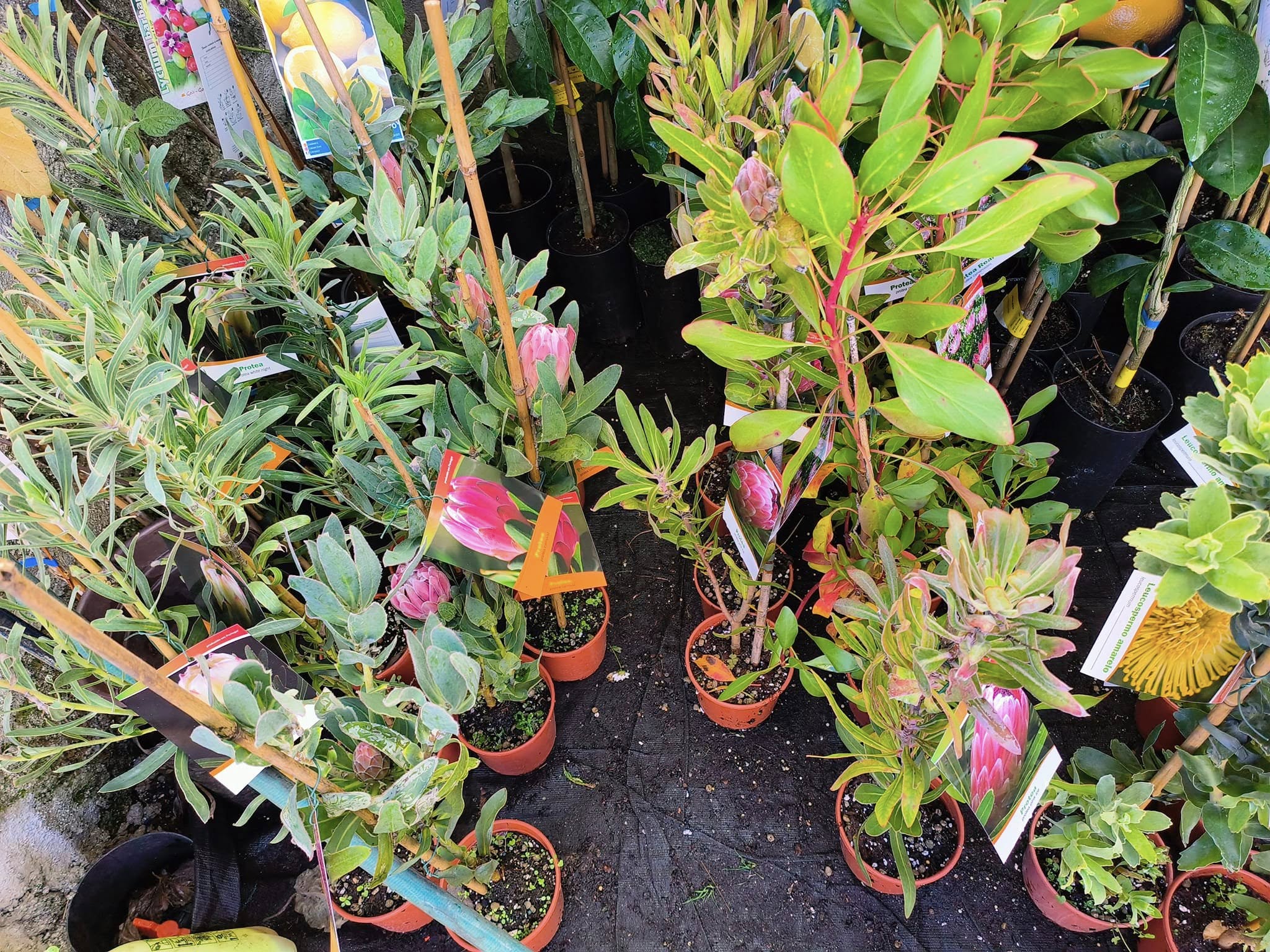 Leucadendron & Protea neriifolia