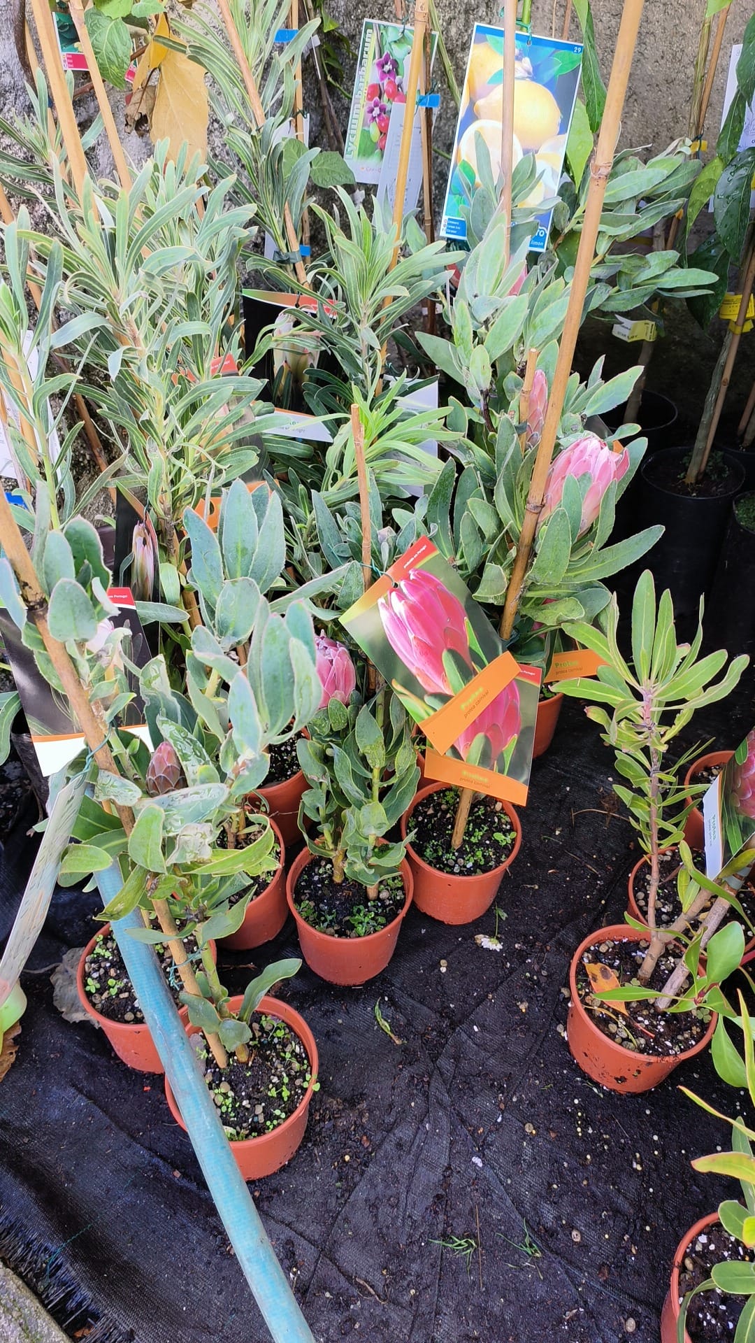 Leucadendron & Protea neriifolia